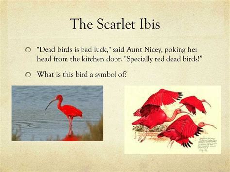 The Scarlet Ibis Plot