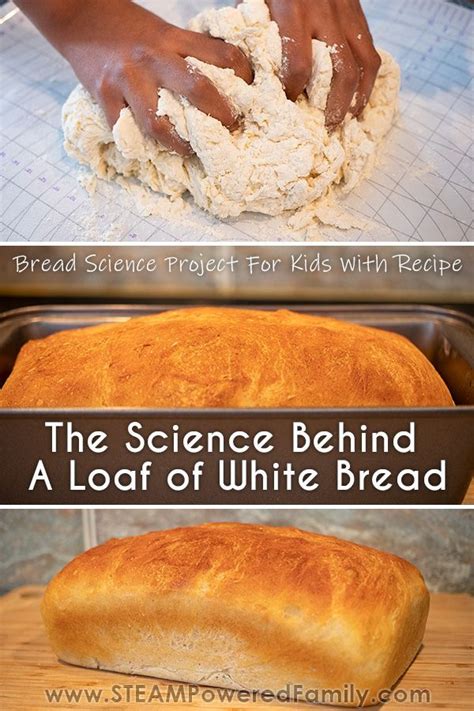 The Science Behind A Loaf Of Bread Steam Bread Science - Bread Science