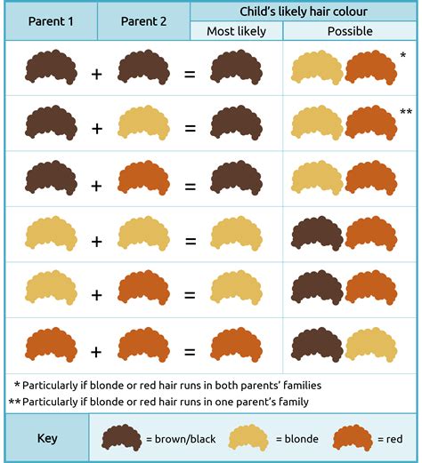 The Science Behind Hair Colors Genetics Of Our Hair Color Science - Hair Color Science