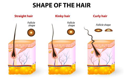 The Science Behind Why Your Hair Suddenly Turned Science Behind Curly Hair - Science Behind Curly Hair