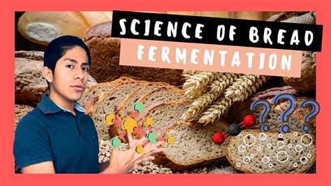 The Science Of Bread Understanding Fermentation And Yeast Bread Science - Bread Science
