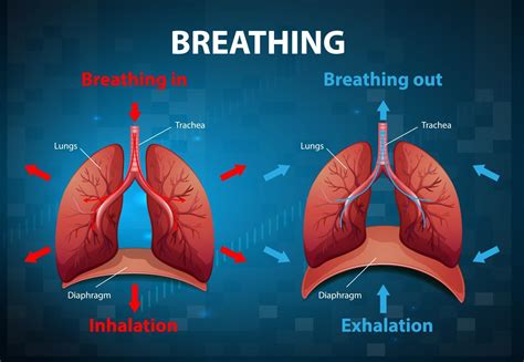 The Science Of Breathing The Power Of Breath Science Behind Deep Breathing - Science Behind Deep Breathing