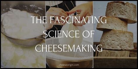 The Science Of Cheesemaking A Journey From Milk Science Of Cheese - Science Of Cheese