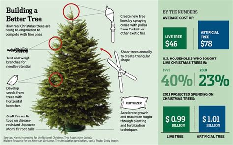 The Science Of Christmas Trees Plants The Guardian The Science Of Christmas - The Science Of Christmas