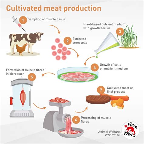 The Science Of Cultivated Meat Gfi Meat Science - Meat Science