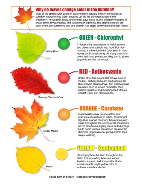 The Science Of Fall Foliage And Climate Change The Science Of Fall - The Science Of Fall