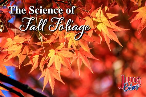 The Science Of Fall Foliage Jung Seed Gardening The Science Of Fall - The Science Of Fall