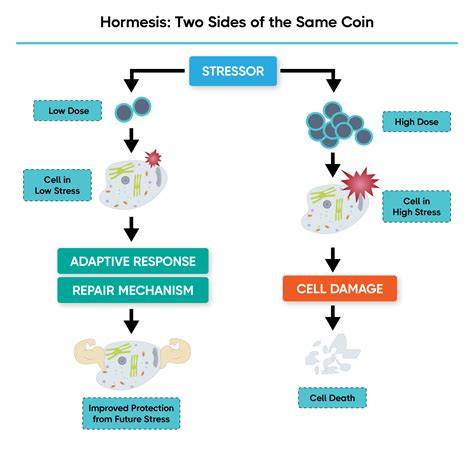 the science of hormesis in health and longevity
