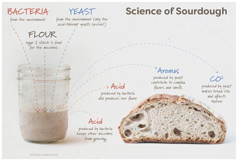 The Science Of Making Sourdough Bread Food Science Science Of Sourdough Bread - Science Of Sourdough Bread