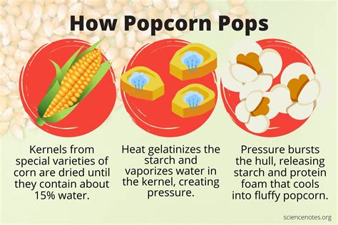 The Science Of Popcorn How Popcorn Pops Popcorn The Science Of Popcorn - The Science Of Popcorn