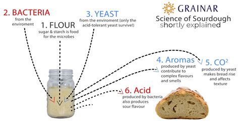 The Science Of Sourdough Fermentation Wild Yeast And Science Of Sourdough - Science Of Sourdough