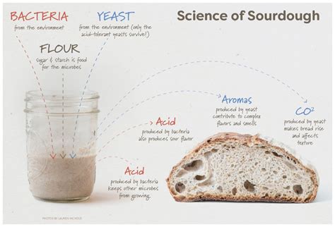 The Science Of Sourdough How To Make Sourdough Science Of Sourdough Starter - Science Of Sourdough Starter