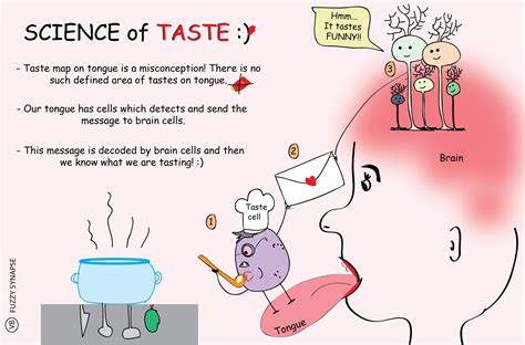 The Science Of Taste Food A Love Story Taste Science - Taste Science