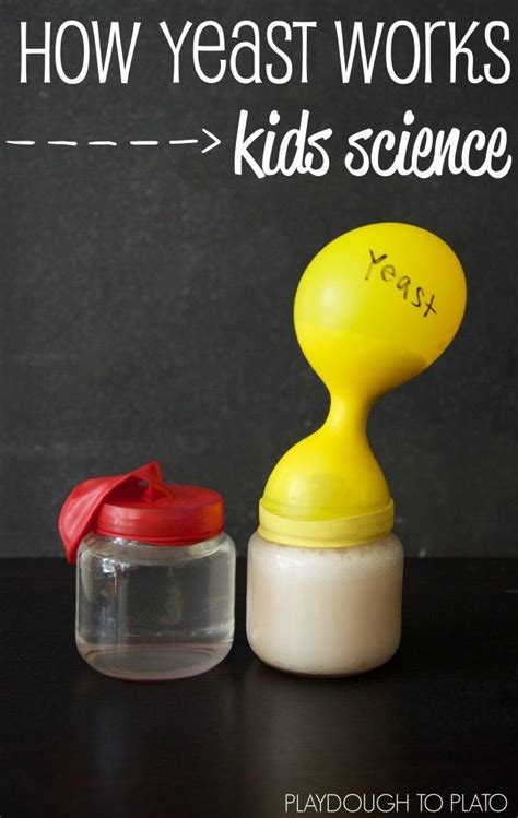 The Science Of Yeast Playdough To Plato Yeast Science Experiment - Yeast Science Experiment