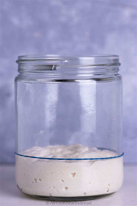 The Science Of Your Sourdough Starter All You Science Of Sourdough Starter - Science Of Sourdough Starter
