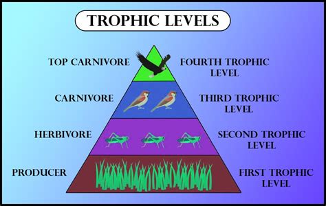 The Second Trophic Level In A Lake Is