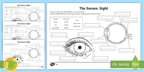The Sense Of Sight Labelling Worksheet Teacher Made Sense Of Sight Worksheet - Sense Of Sight Worksheet