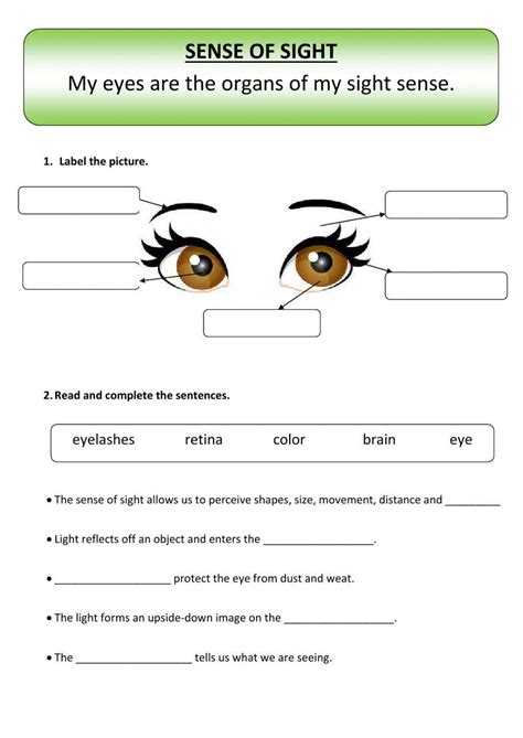 The Sense Of Sight Worksheet Live Worksheets Sense Of Sight Worksheet - Sense Of Sight Worksheet