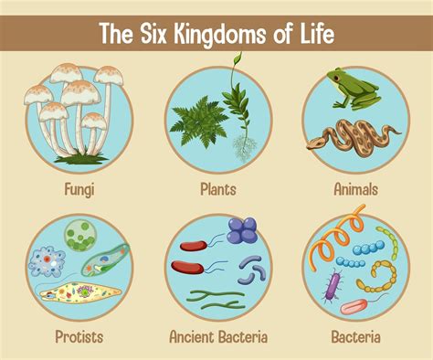 The Six Biological Kingdoms Thoughtco 6 Kingdoms Worksheet - 6 Kingdoms Worksheet