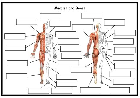 The Skeletal And Muscular Systems Worksheet   Human Anatomy Worksheets And Study Guides Science Notes - The Skeletal And Muscular Systems Worksheet
