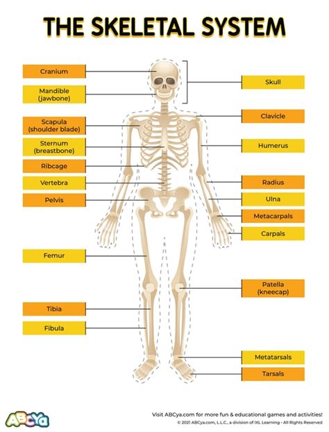 The Skeletal System Abcya Printable Diagram Of The Skeletal System - Printable Diagram Of The Skeletal System