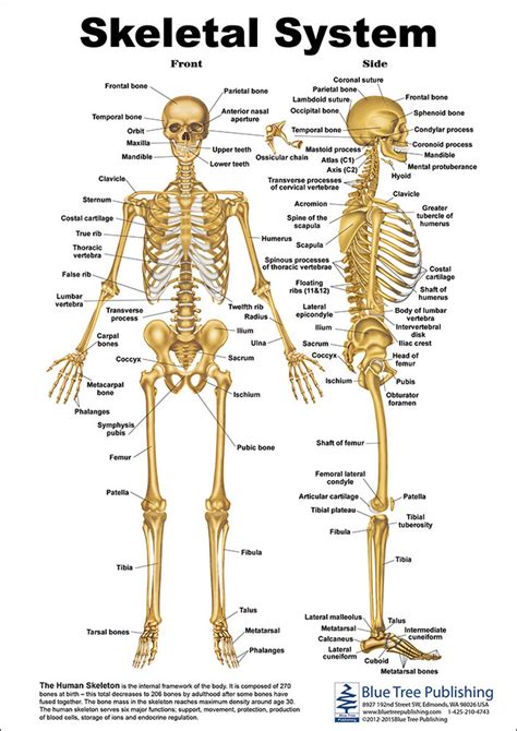 the skeletal system anatomical chart