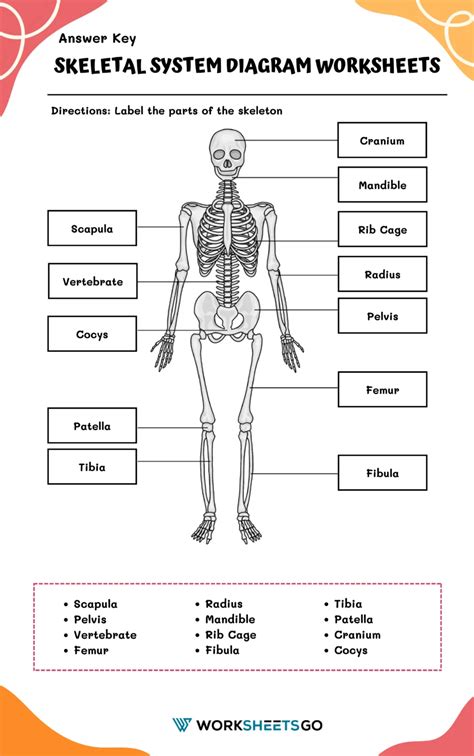 The Skeletal System Answer Key