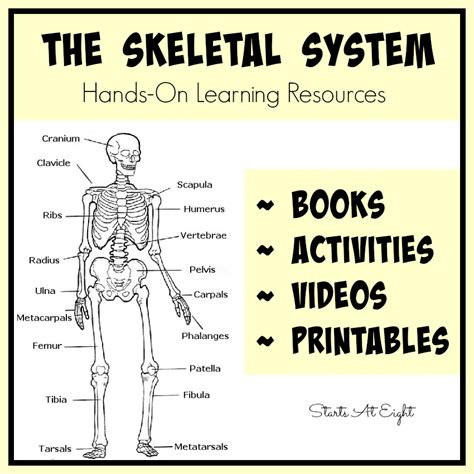 The Skeletal System Hands On Learning Resources Middle School Skeletal System - Middle School Skeletal System
