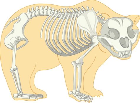 The Skeletal System Hutchinson Bear Skeletal System For 5th Grade - Skeletal System For 5th Grade