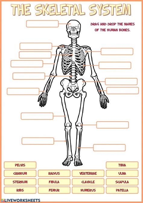 The Skeletal System Interactive Activity For 5 Live The Human Skeletal System Worksheet Answers - The Human Skeletal System Worksheet Answers