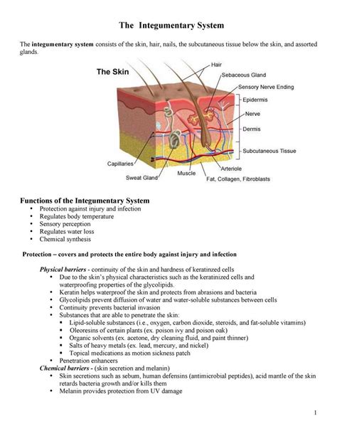 The Skin Integumentary System Exercise 6 Answer Key