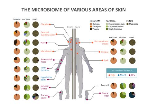 The Skin Microbiome Nature Skin Science - Skin Science