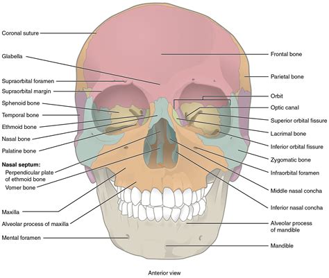 The Skull Anatomy And Physiology I Lumen Learning Skull Science - Skull Science