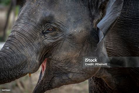 The Smiling Elephant