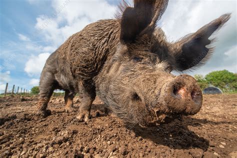 The Sow