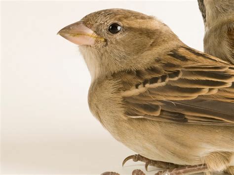 The Sparrow