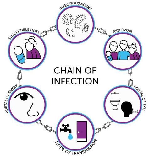 The Spread Of Pathogens Pogil