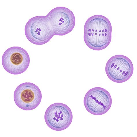The Stages Of Mitosis And Cell Division Thoughtco Duplication Division - Duplication Division