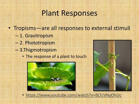 The Stimulus And Responses In Plants Worksheet Live Stimulus And Response Worksheet - Stimulus And Response Worksheet