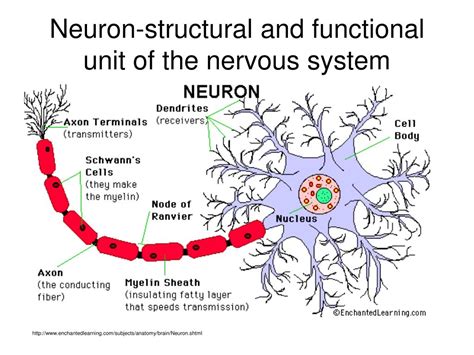 The Structural And Functional Units Of All Living Organisms