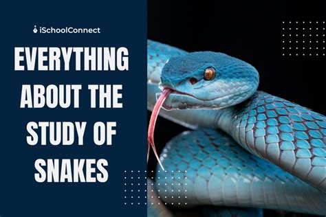 The Study Of Snakes