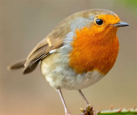The The Bird