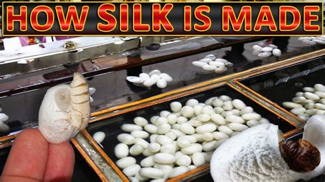 The Thread Of The Silkworm