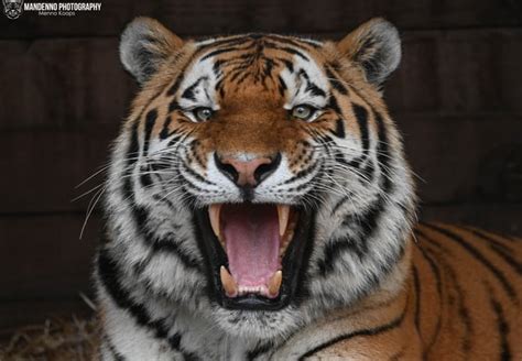 The Tigers Fang