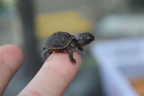 The Tiny Turtle With The Yellow Specks