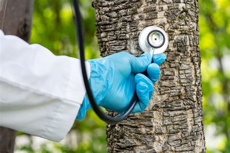 The Tree Doctor
