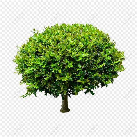 The Tree Of Bones English Edition