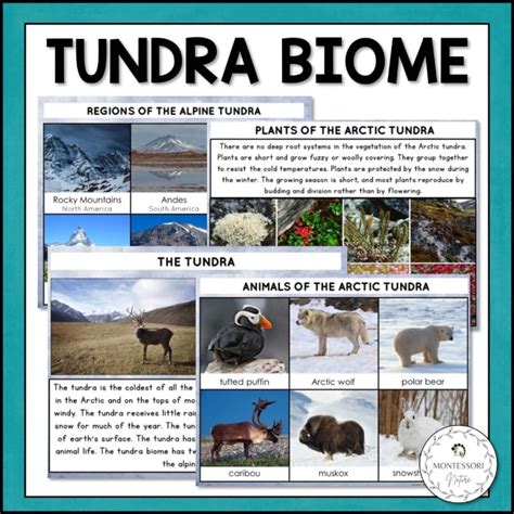 The Tundra Biome Nature Curriculum In Cards Montessori Tundra Biome Worksheet - Tundra Biome Worksheet