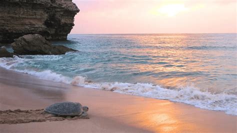 The Turtle Of Oman A Novel