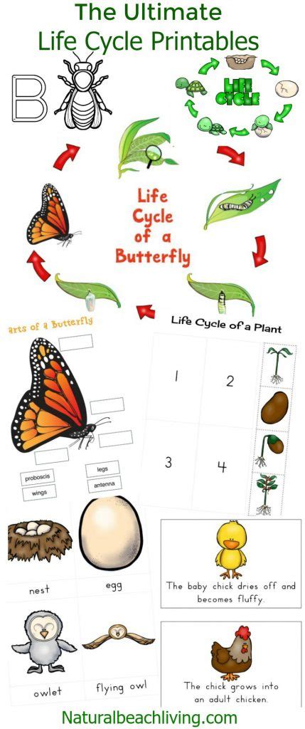 The Ultimate Life Cycle Printables Science Activities Natural Cycle Science - Cycle Science